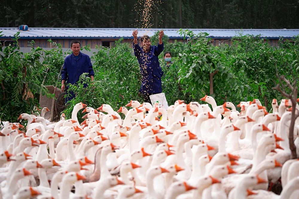 新疆地矿局全力推进地质事业高质量发展的图9